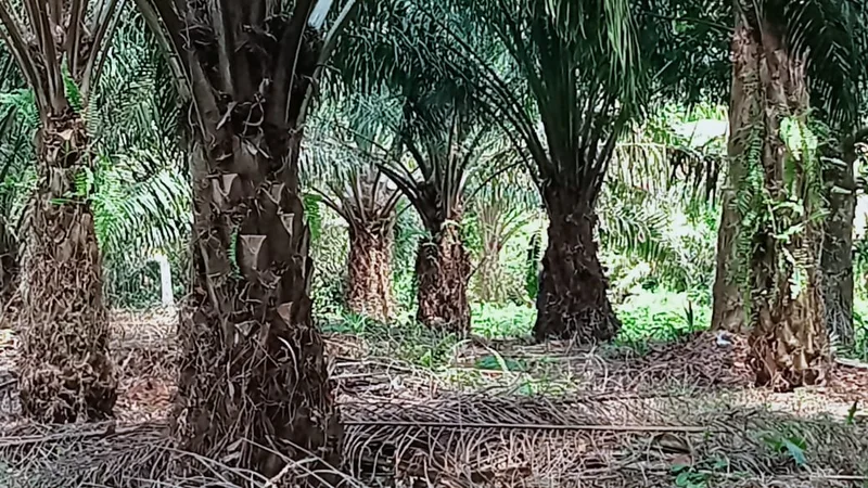 Foto 10 dari 11, Kebun sawit ±6.800 ha