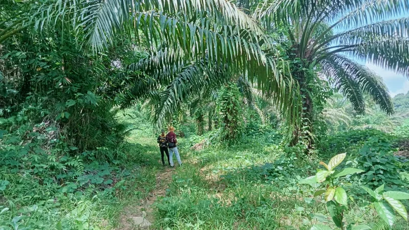 Foto 11 dari 11, Kebun sawit ±6.800 ha