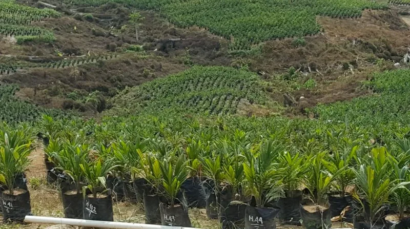 Foto 3 dari 3, Kebun sawit ±3.700 ha