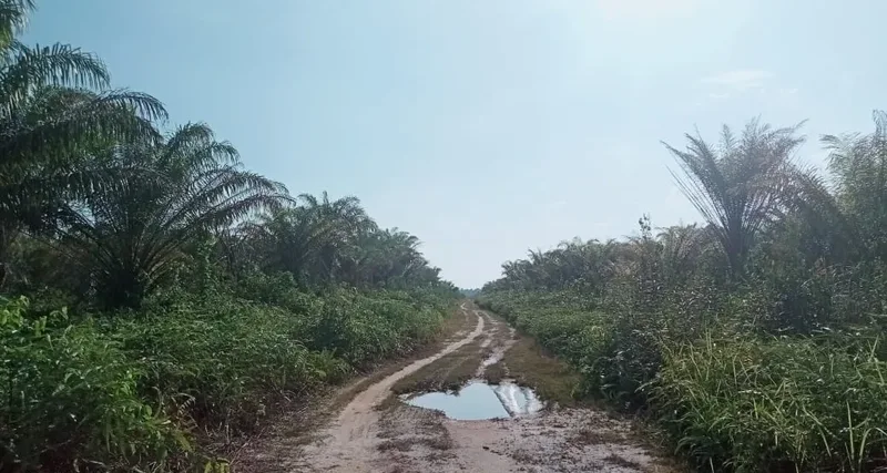 Foto 4 dari 11, Kebun sawit ±6.800 ha