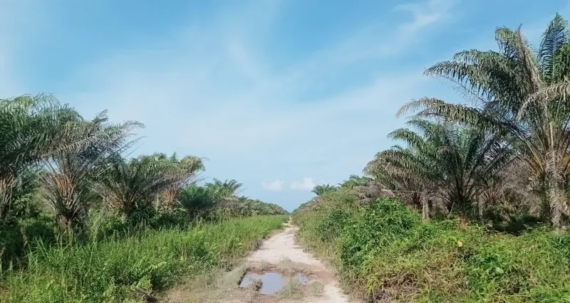 Foto 2 dari 11, Kebun sawit ±6.800 ha