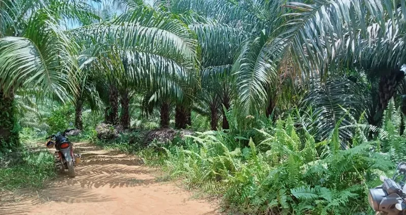 Foto 7 dari 11, Kebun sawit ±6.800 ha