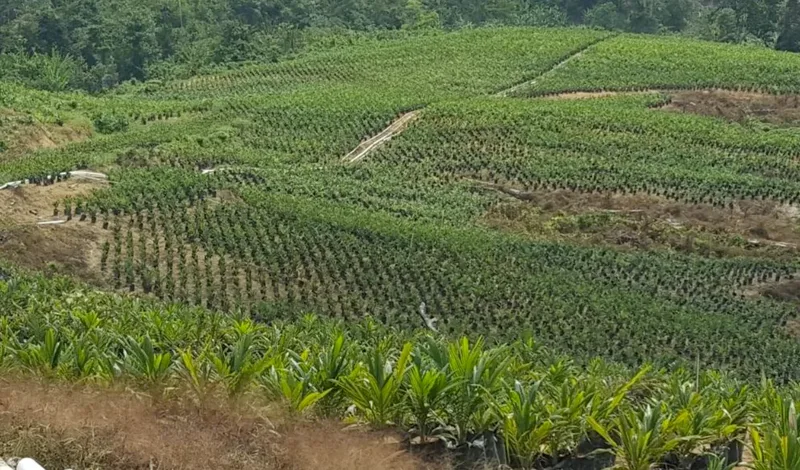Foto 2 dari 3, Kebun sawit ±3.700 ha