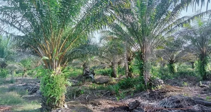 Foto 6 dari 11, Kebun sawit ±6.800 ha