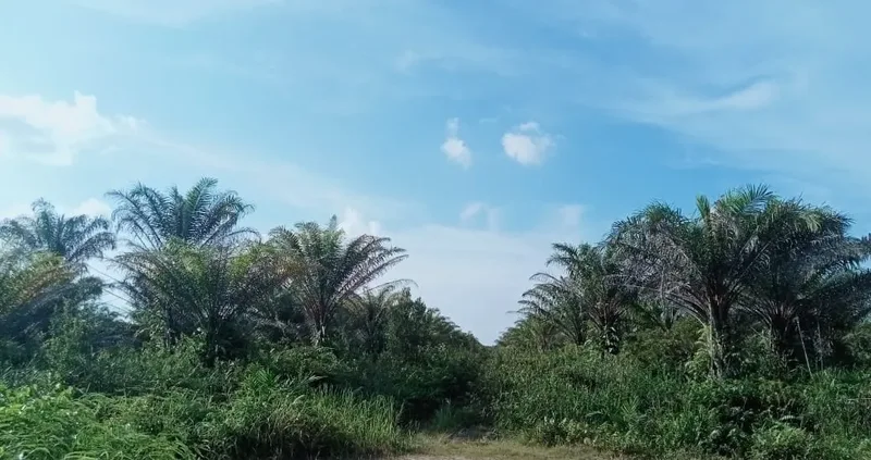 Foto 3 dari 11, Kebun sawit ±6.800 ha