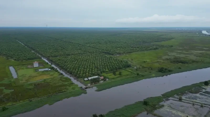 Foto 2 dari 4, Kebun sawit ±600 ha