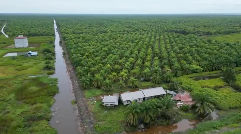 Foto 4 dari 4, Kebun sawit ±600 ha