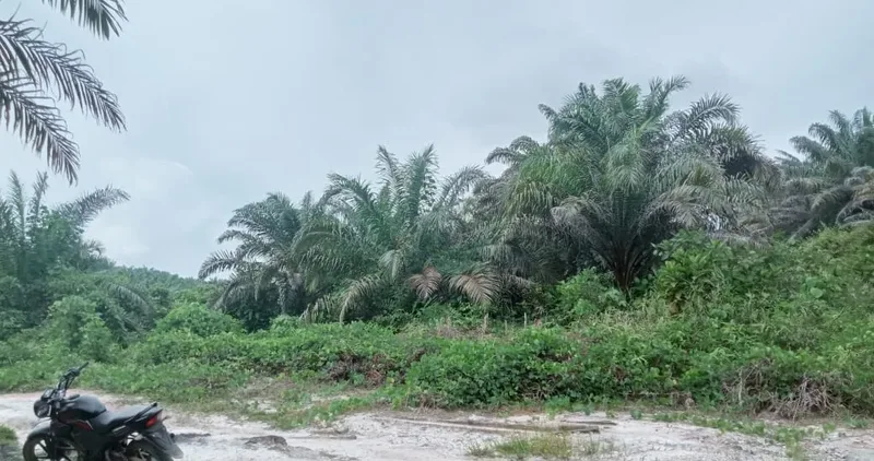 Foto 9 dari 11, Kebun sawit ±6.800 ha