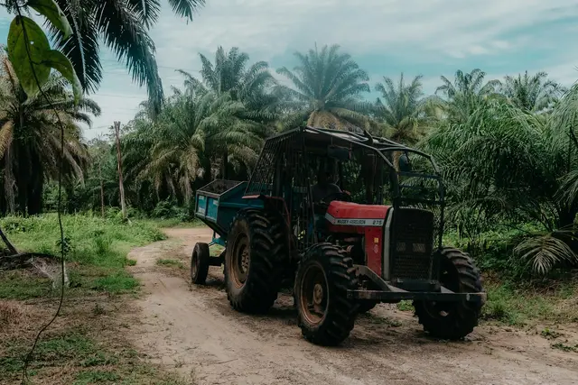 Traktor dengan gandengan mengangkut hasil di kebun sawit