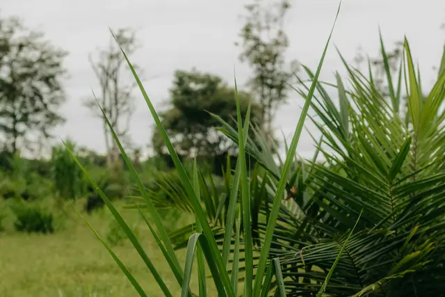 Bibit kelapa sawit muda di lahan berumput, pelepahnya sudah membentuk kipas