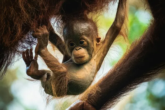 Monyet di dahan pohon, salah satu hama kebun sawit