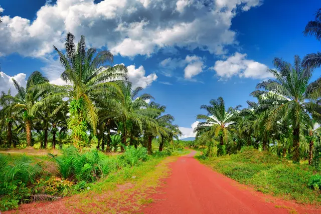 Jalan tanah merah di antara barisan pokok sawit