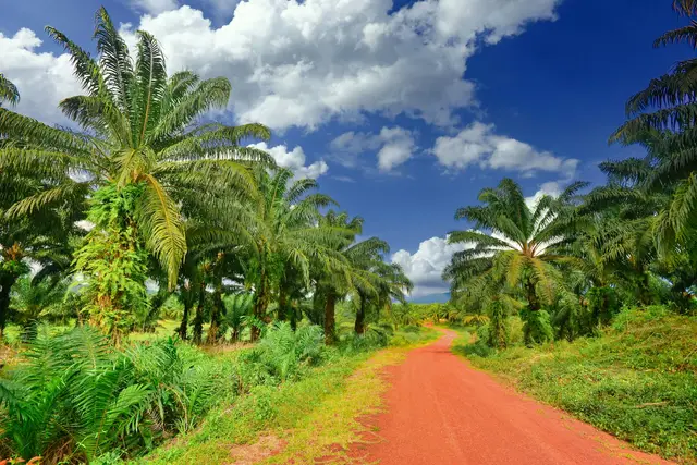 Jalan tanah membelah kebun sawit pada hari cerah