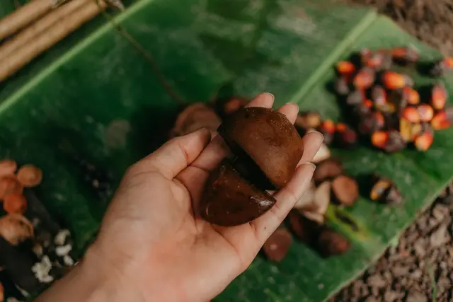 Tangan memegang buah kelapa sawit yang dibelah, di antara brondolan di atas daun pisang