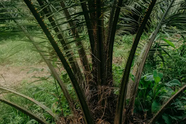 Batang pokok sawit dari dekat